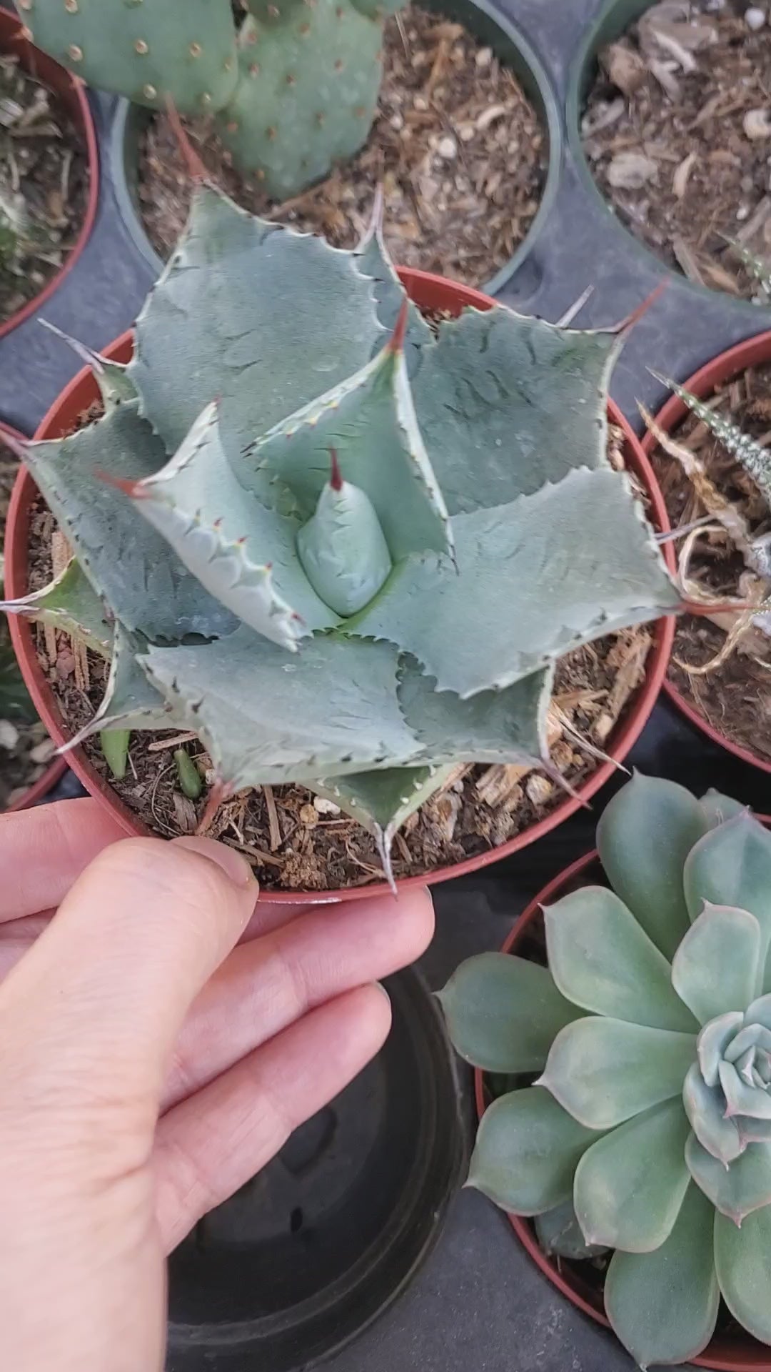 Agave parryi